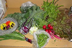 Prodotti bio: aumenta la richiesta, ma l'offerta regionale è insufficiente