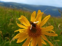 Gli effetti del cambiamento climatico nelle regioni montane