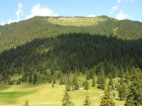 Bund Naturschutz critica il dietrofront sulla tutela dei boschi montani