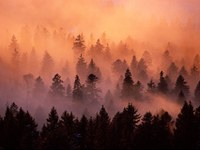 Anno delle foreste: iniziative nello spazio alpino