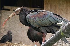 Bentornato ibis eremita!