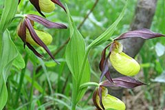 L'Austria deve tutelare meglio il proprio territorio alpino