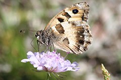 Su il sipario! Rare farfalle e salamandre pezzate sotto i riflettori