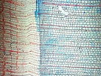 Cambiamento climatico: la primavera anticipa, l'autunno ritarda