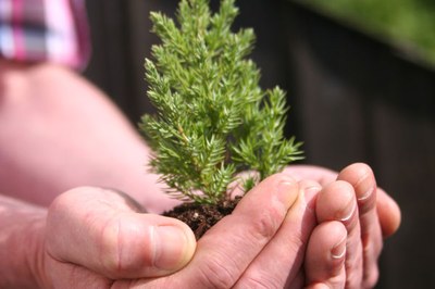 Chi ha paura del bosco