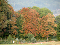 La siccità provoca danni al bosco - pericolo bostrico