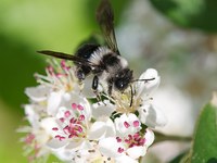 Api selvatiche: fuori dalla portata dei riflettori
