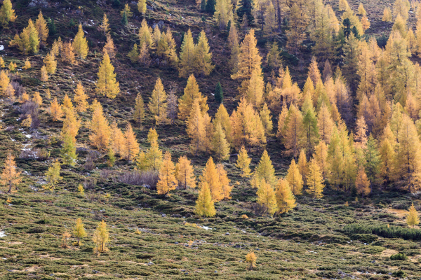 Citizen Science nelle foreste alpine: quando il larice racconta