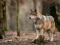 Decisione controversa dell’UE: ridurre lo status di protezione del lupo