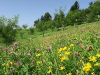 Gli impollinatori: insostituibili per l’agricoltura