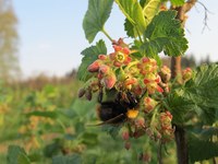 La regina degli insetti