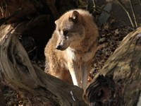 Lupi transfrontalieri