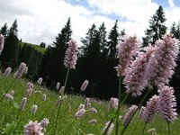 Oro e diamanti per la biodiversità