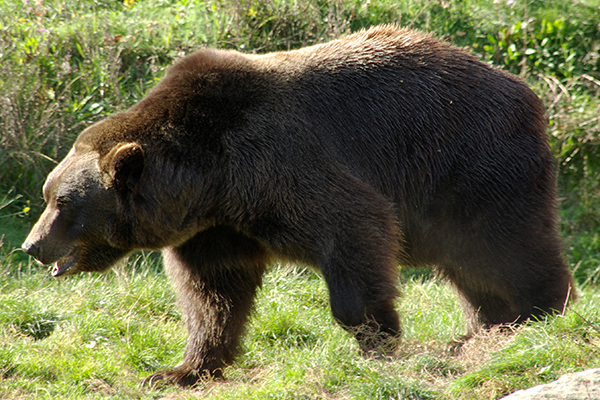 Orsi: la responsabilità è nostra