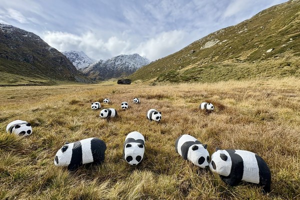 Panda reintrodotti nelle montagne svizzere