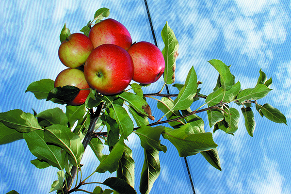 Stagione propizia per le iniziative civiche