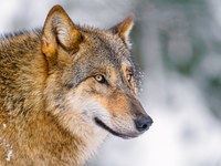 Un coordinamento al servizio di persone e grandi carnivori