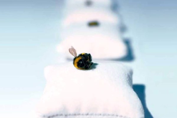 Alpinscena n° 106 - «Piccola ape, grande effetto»