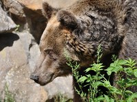 Rjavi medved (Ursus arctos)