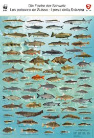 Prizadevanja za večji odlov rib v Alpah