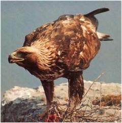 Uspešno izvajanje projektov za zaščito brkatega sera in planinskega orla