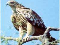 Partnersko sodelovanje med Alpami in Karpati