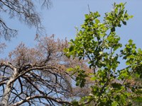 Alpski gozdovi so zelo občutljivi na podnebne spremembe