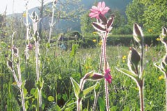 Švica: vplivi kmetijske politike na biotsko raznovrstnost