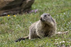 Študija o podnebnih spremembah na Tirolskem