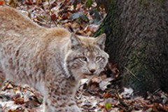 Nova platforma Alpske konvencije za velike divje zveri