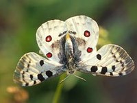 Novi spletni portal za biotsko raznovrstnost v gorskem svetu