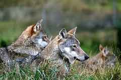 Prvo središče za varstvo volkov v italijanskih Alpah