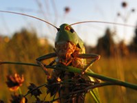 Bindingovo nagrado prejela Sur/CH in Krumbach/A