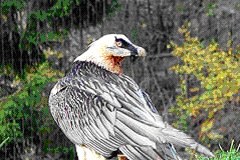 V Italiji prvi podmladek brkatega sera