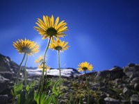 Podnebne spremembe so prizadele tudi rastline