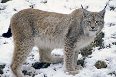 Težki časi za medveda, volka in risa