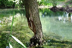 Lihtenštajn - dežela bobrov