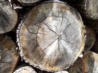 Alpske države se povezujejo