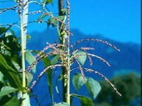 "Gene save" -  čezmejno varstvo rastlinskih genskih virov