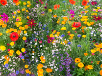 Biotska raznovrstnost: Švica glasuje o svoji prihodnosti