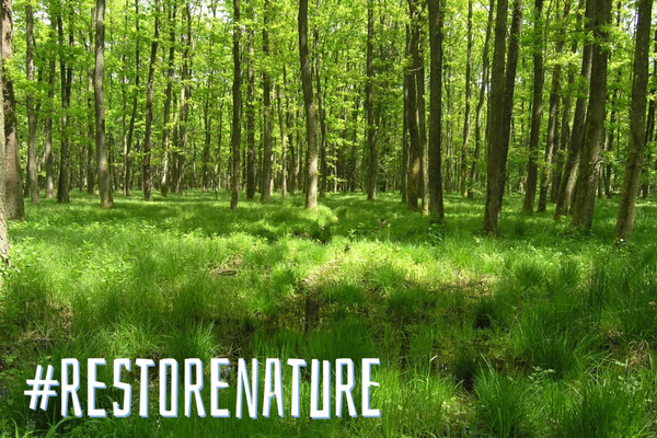 Je uredba o obnovi narave tik pred propadom?