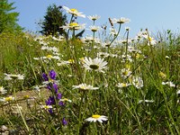 Kako učinkovita je EU pri varovanju narave?
