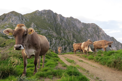 Kakovost iz gorskih regij