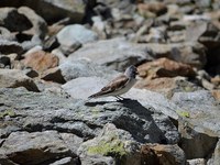 Ko živali bežijo pred podnebnimi spremembami