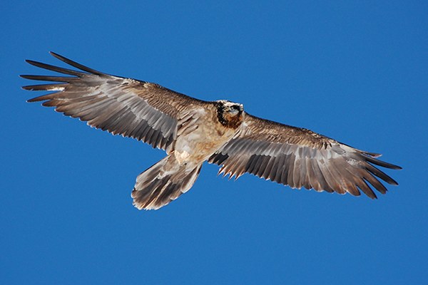 Mladiči v Franciji in Avstriji