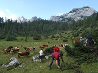 Ogenj v Alpah 2014: Čiščenje planine Velo polje