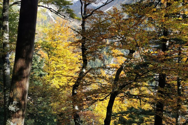 Pomen naravi prepuščenih gozdov za ohranjanje biotske pestrosti