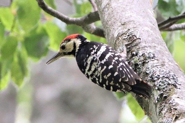 Pomen naravi prepuščenih gozdov za gozdne specialiste