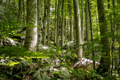 Uredba o obnovi narave - Evropski parlament glasoval za sprejetje