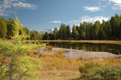 Z mokrišči iz podnebnega morosta